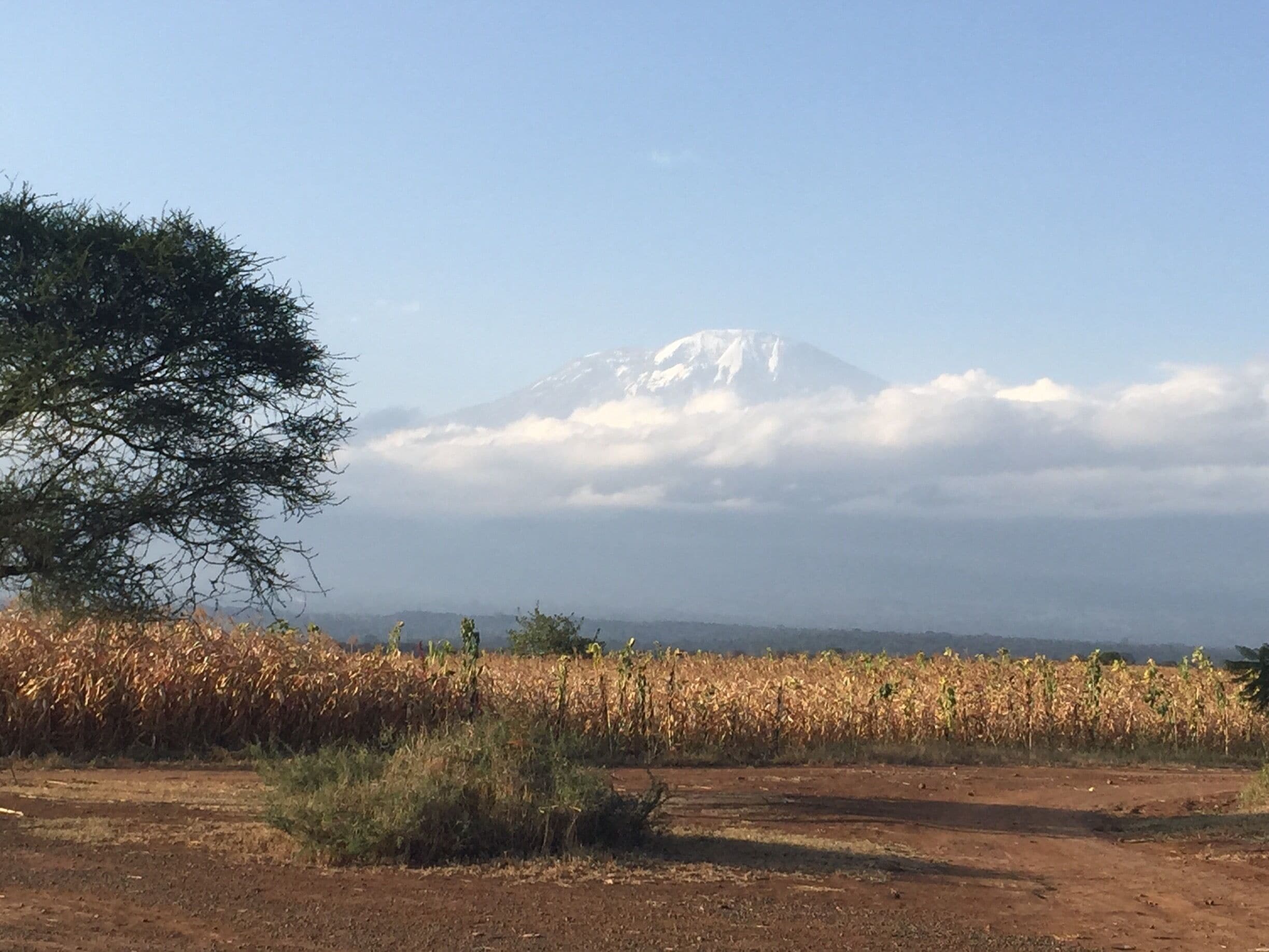 A field of corn with a mountain in the background.