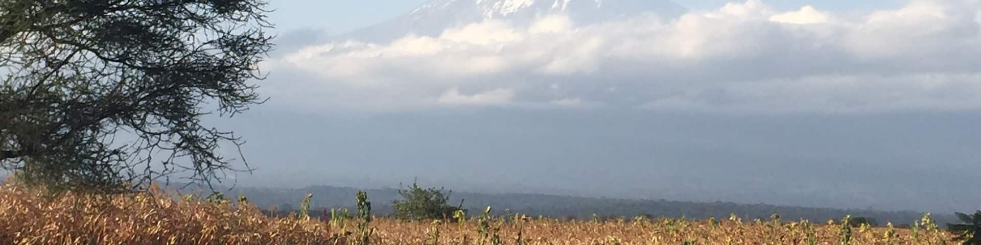A field of corn with a mountain in the background.