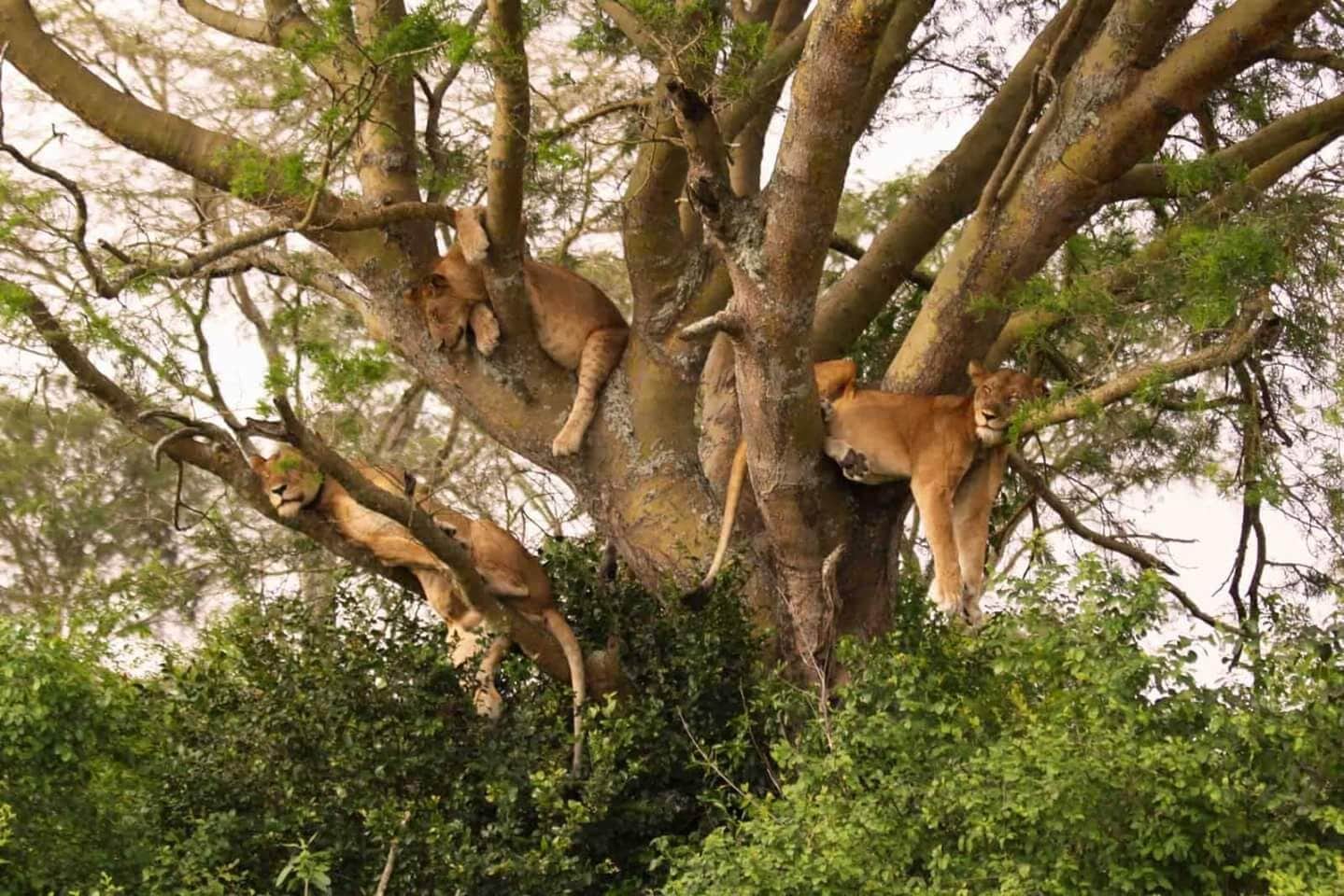 Wildlife Safari from Tanzania Lion sleep in trees.