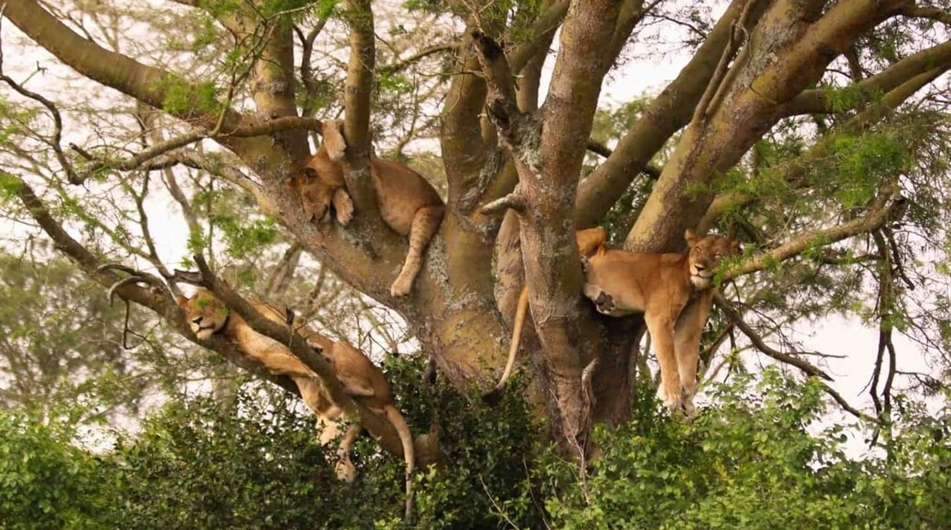 Wildlife Safari from Tanzania Lion sleep in trees.