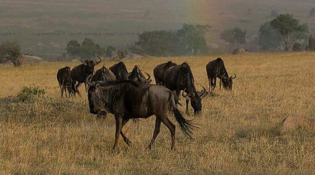 Wildlife safari from Tanzania