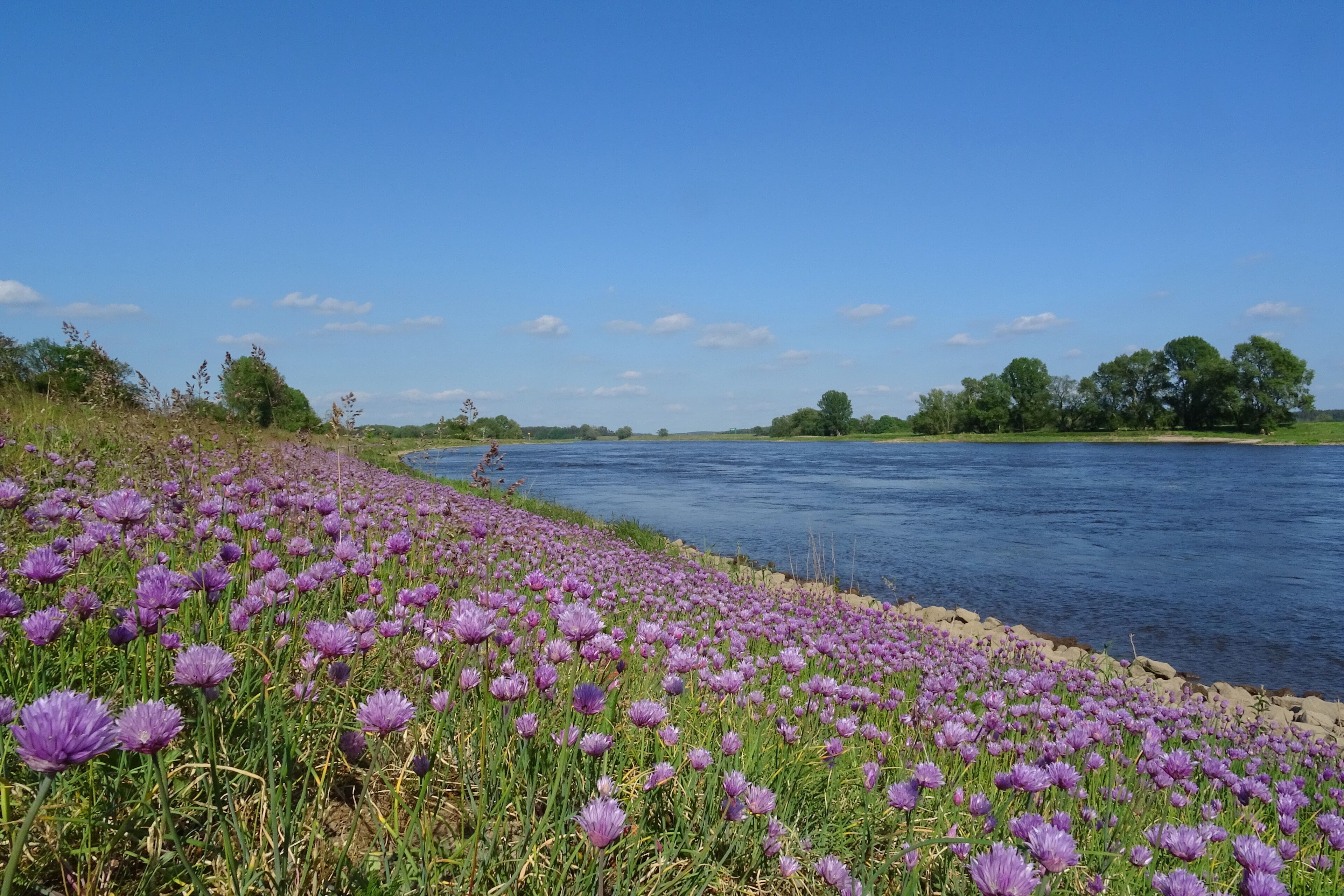 Wilder Schnittlauch (Allium schoenoprasum) am Elbufer, aufgenommen auf den Elbwiesen der Ohre- und Elbniederung in der Nähe von Glindenberg im Biosphärenreservat Mittelelbe