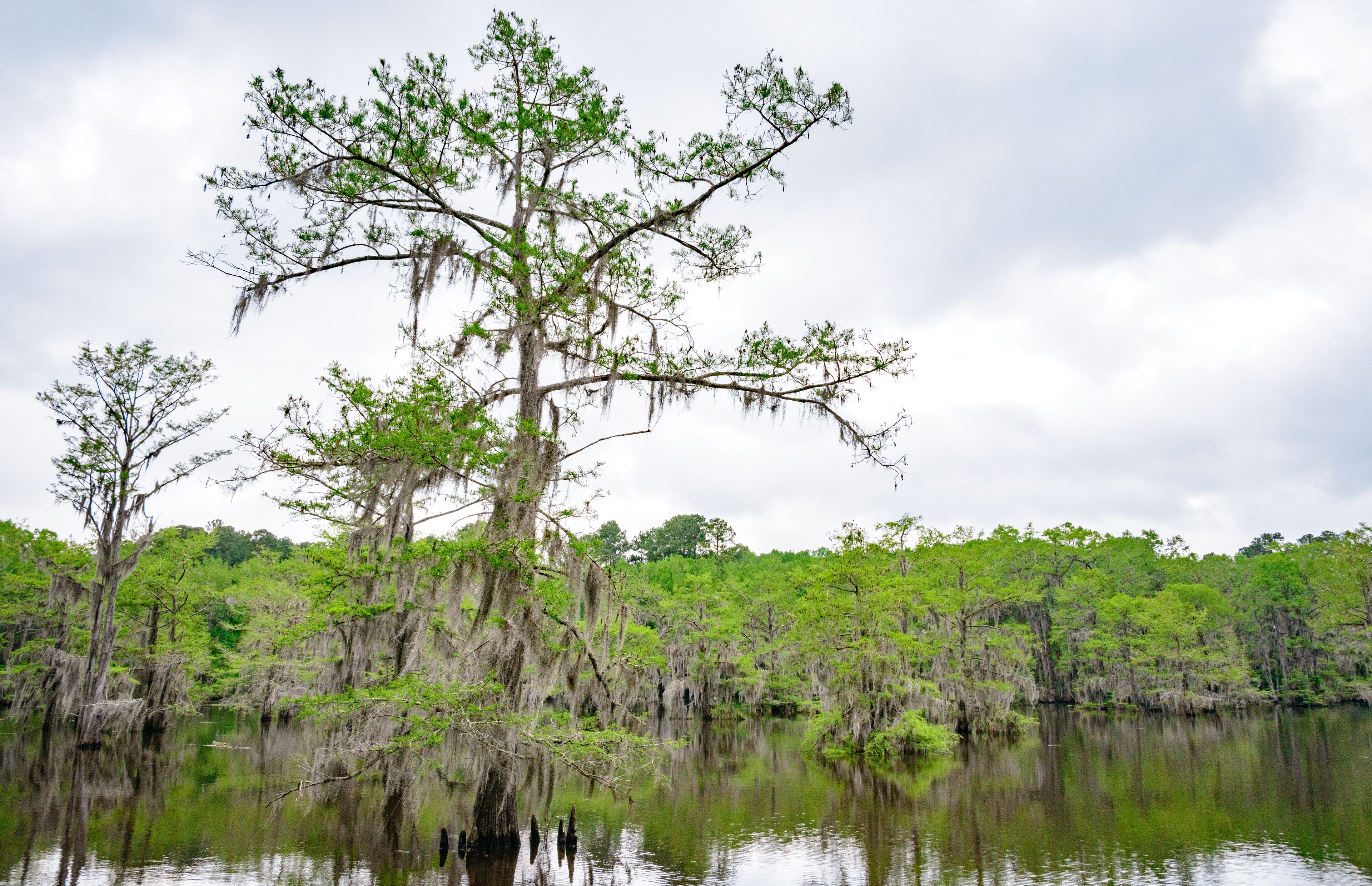 Caddo Lake State Park