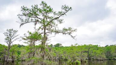 Caddo Lake State Park