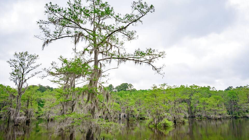 A swampy area with tall trees and a calm water body reflecting the sky.