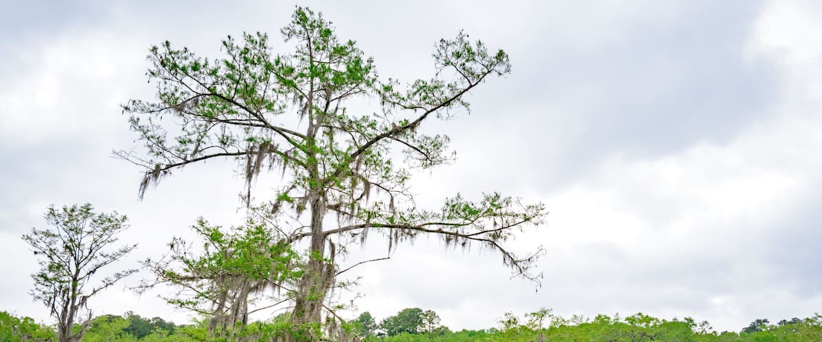 Caddo Lake State Park