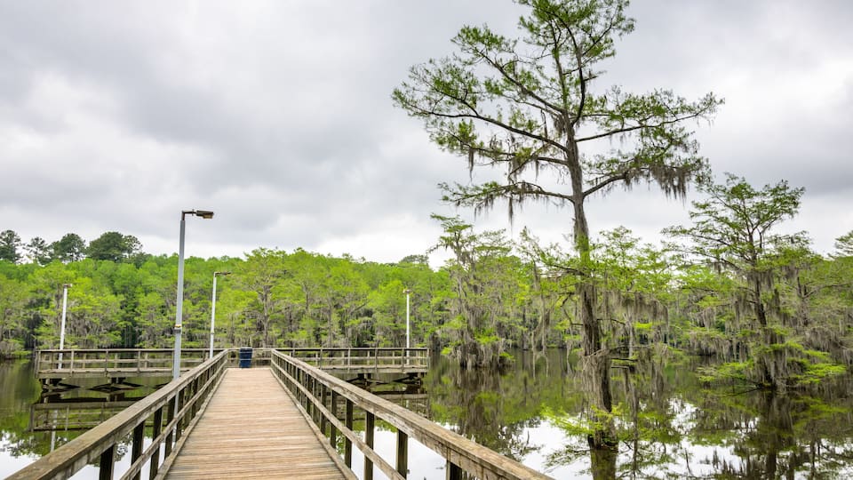 A wooden pier extending into a swampy area with reflective water and a large tree with Spanish moss.