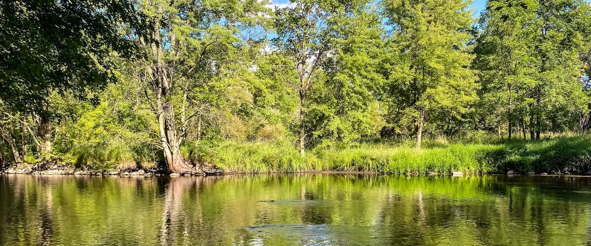 A calm river surrounded by dense green trees and clear water reflecting the sky.