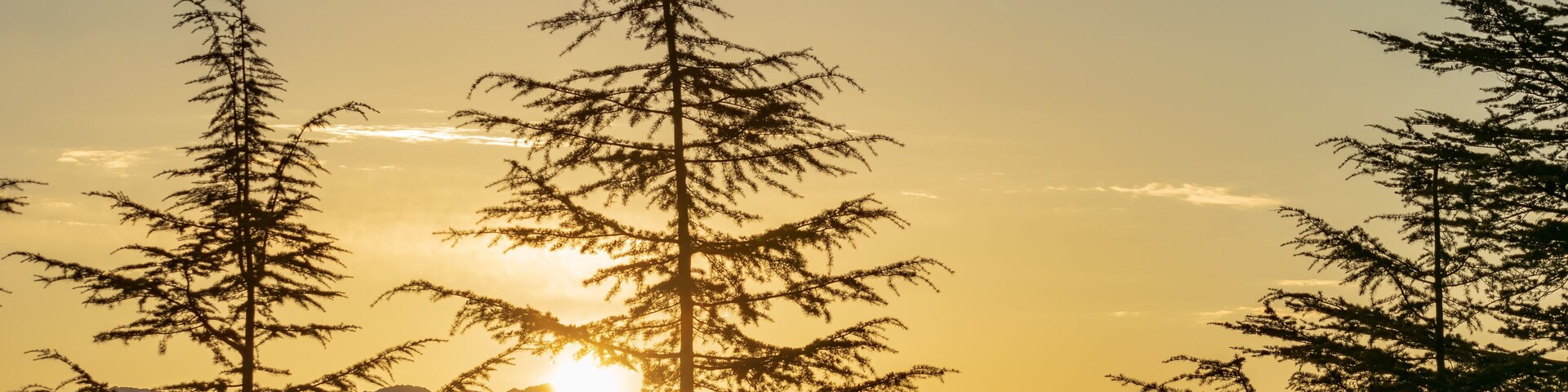 Uma floresta de árvores perenes altas silhuetada contra um pôr do sol, com montanhas ao fundo.