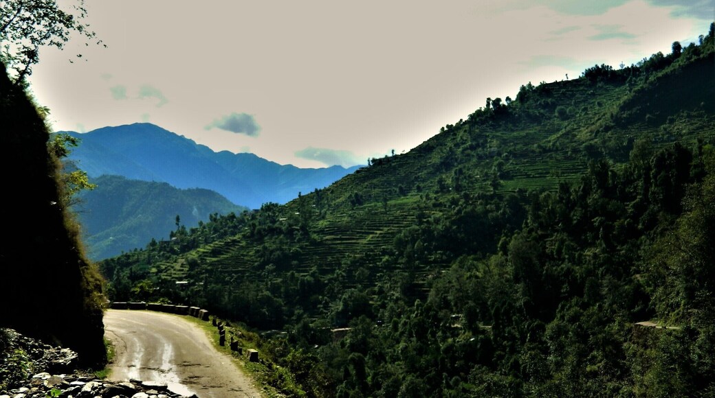 Somewhere on the way to Chail near Shimla via Kufri..