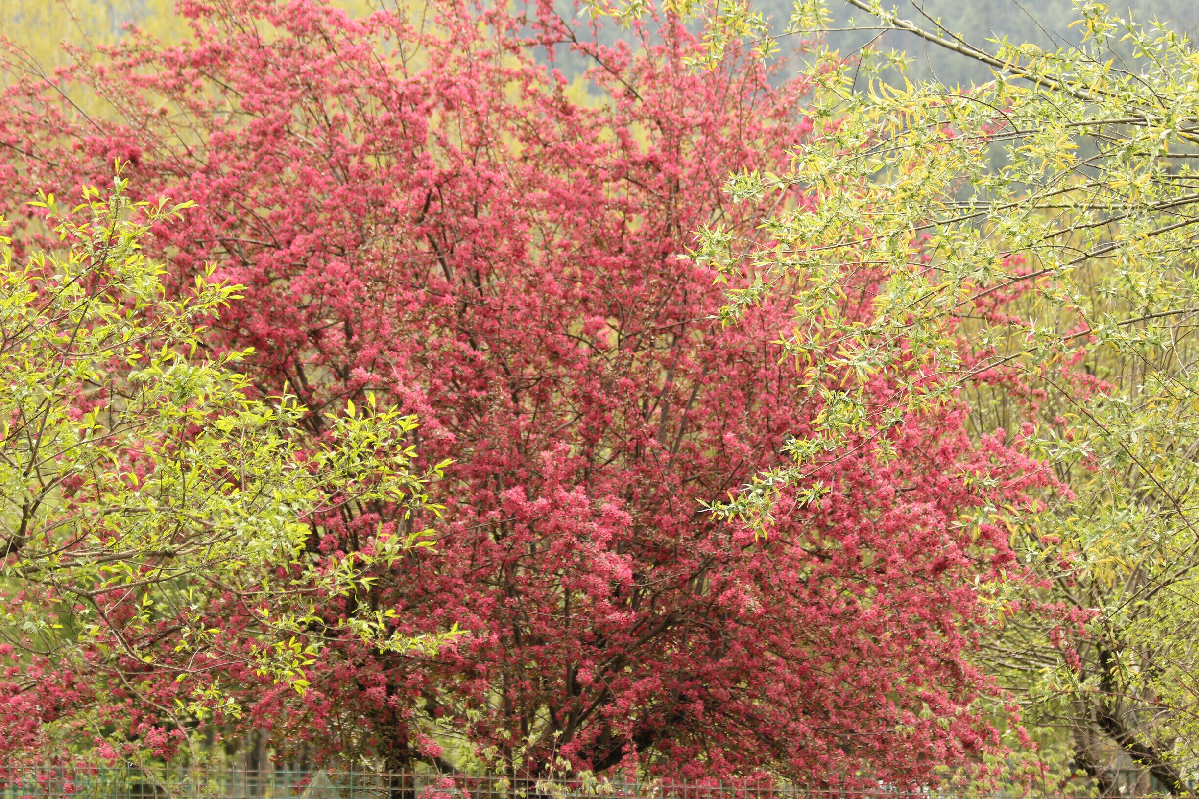 Contrast of green and pink. Spring time is always colorful and soothing to the eyes. There are always flowers to those who want to see them!
#SpringFun