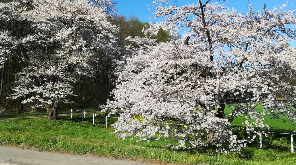 Great cherryblossoms