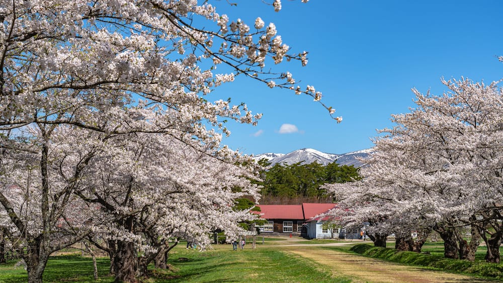 A cherry blossom grove with a red-roofed building in the background.