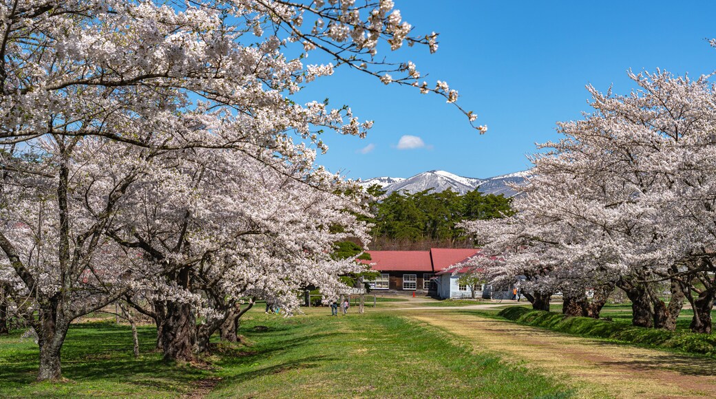 Koiwai Farm in springtime cherry blossom season ( April, May ) in sunny day morning. Visitors enjoy the beauty full bloom sakura flowers in Town Shizukuishi, Iwate Prefecture, Japan