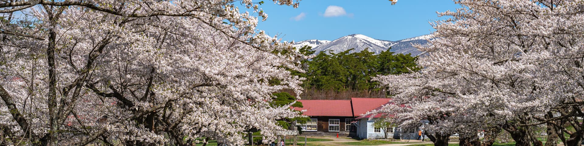 A cherry blossom grove with a red-roofed building in the background.