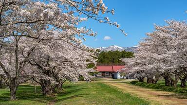 Koiwai Farm in springtime cherry blossom season ( April, May ) in sunny day morning. Visitors enjoy the beauty full bloom sakura flowers in Town Shizukuishi, Iwate Prefecture, Japan