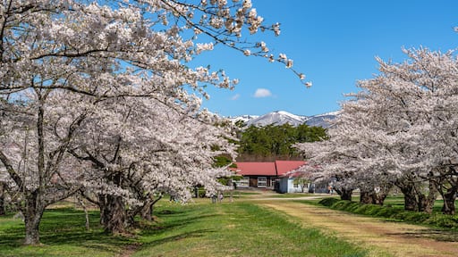 Koiwai Farm in springtime cherry blossom season ( April, May ) in sunny day morning. Visitors enjoy the beauty full bloom sakura flowers in Town Shizukuishi, Iwate Prefecture, Japan
