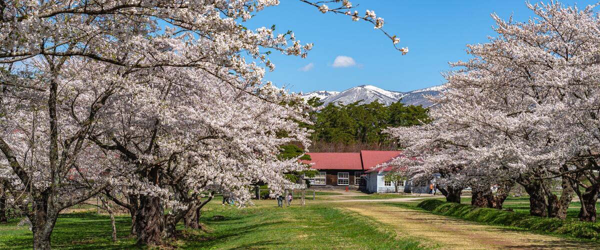 A cherry blossom grove with a red-roofed building in the background.