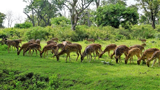 Large group of Wild Spotted deers or axis deers herd grazing in the Bandipur mudumalai Ooty Road