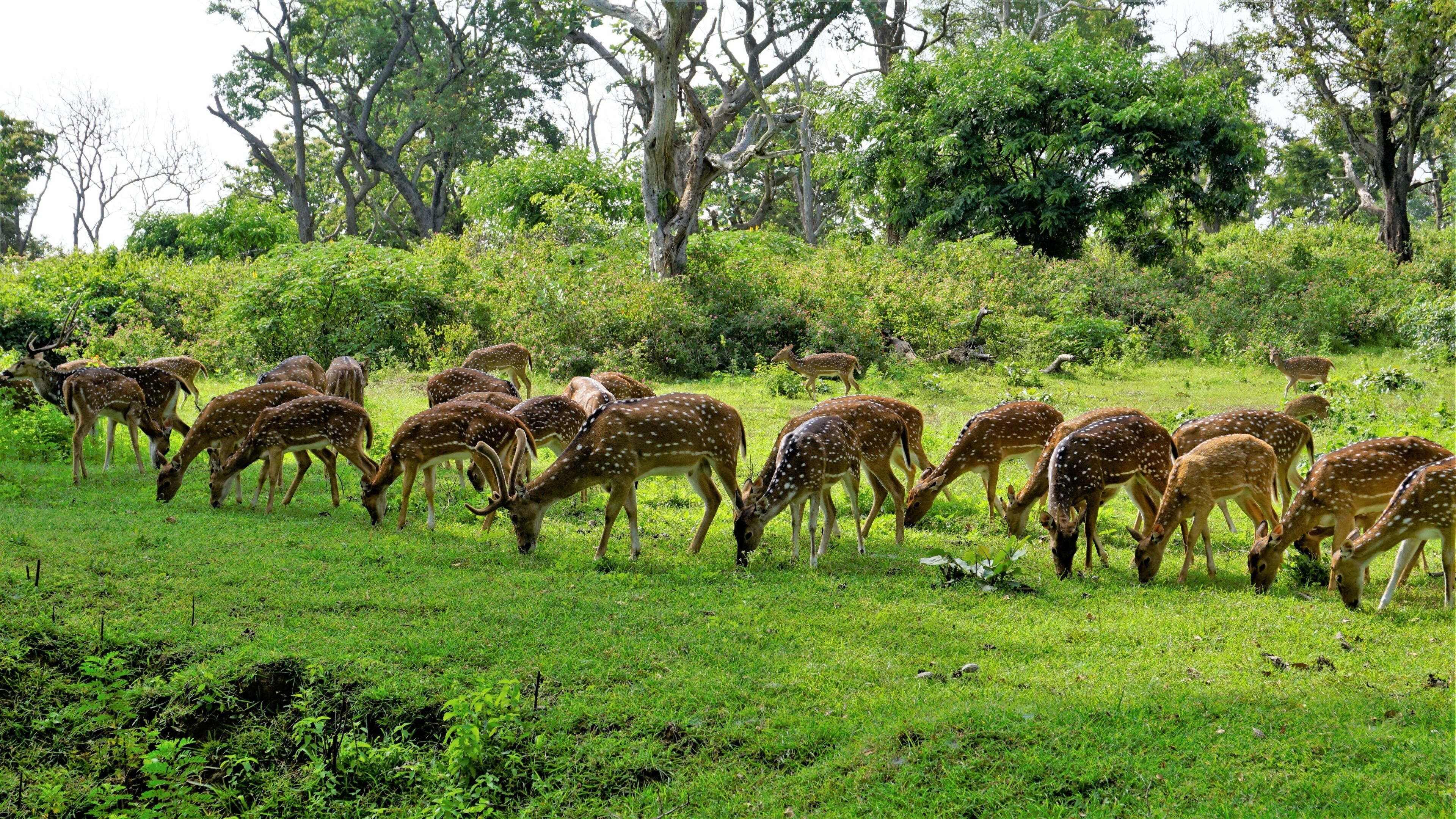 A herd of spotted deer grazing in a lush green field with dense trees in the background.