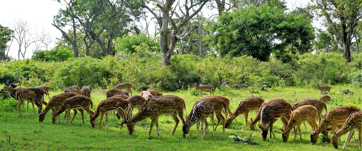 A herd of spotted deer grazing in a lush green field with dense trees in the background.