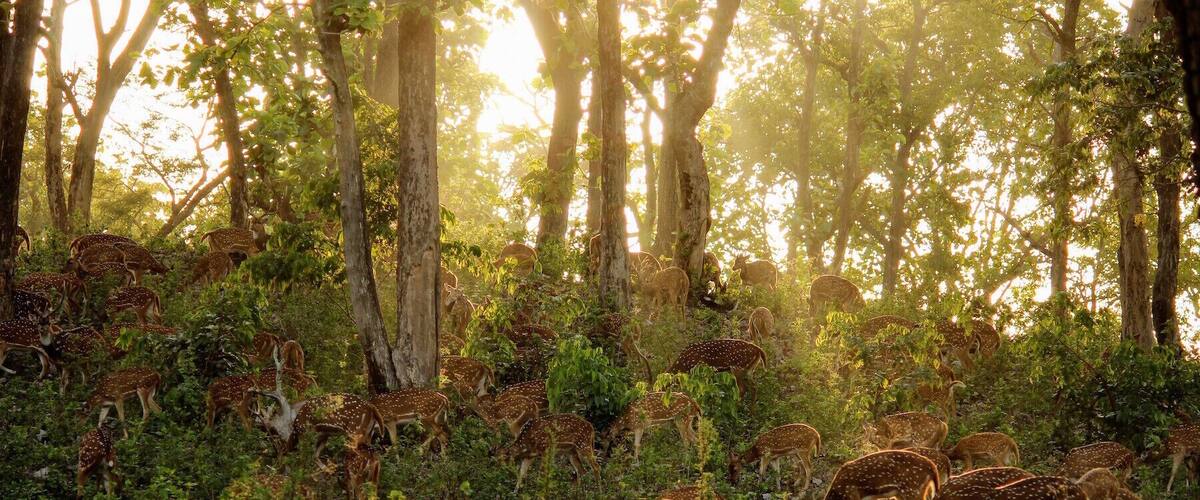 Dawn at Bandipur National Park
#Green