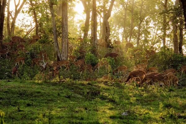 Dawn at Bandipur National Park
#Green