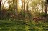 Dawn at Bandipur National Park
#Green