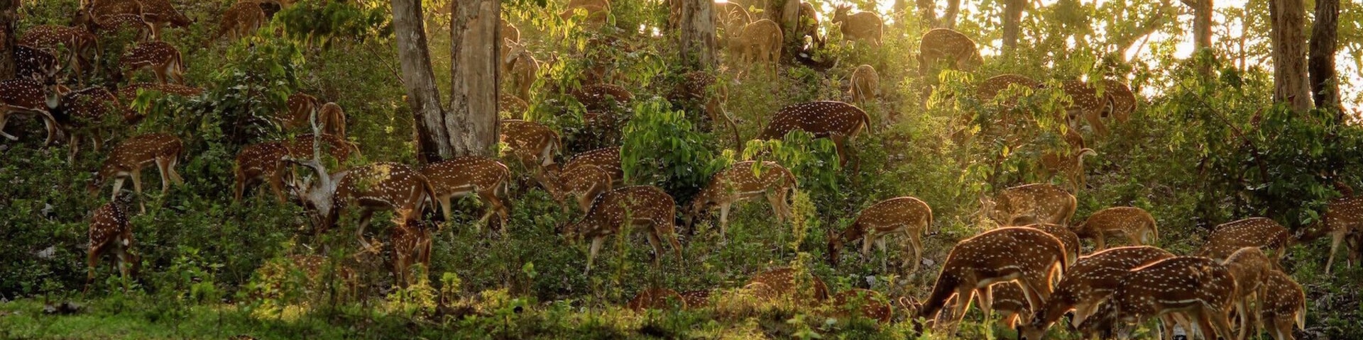 Dawn at Bandipur National Park
#Green