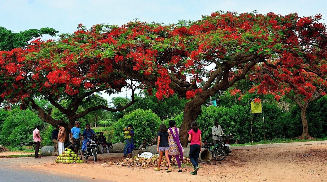 A few kilometers short of Bandipur National Park, if you are traveling from Mysore. Two splendid Gulmohar trees provided shade under which a seller of tender coconuts made a living. :-)