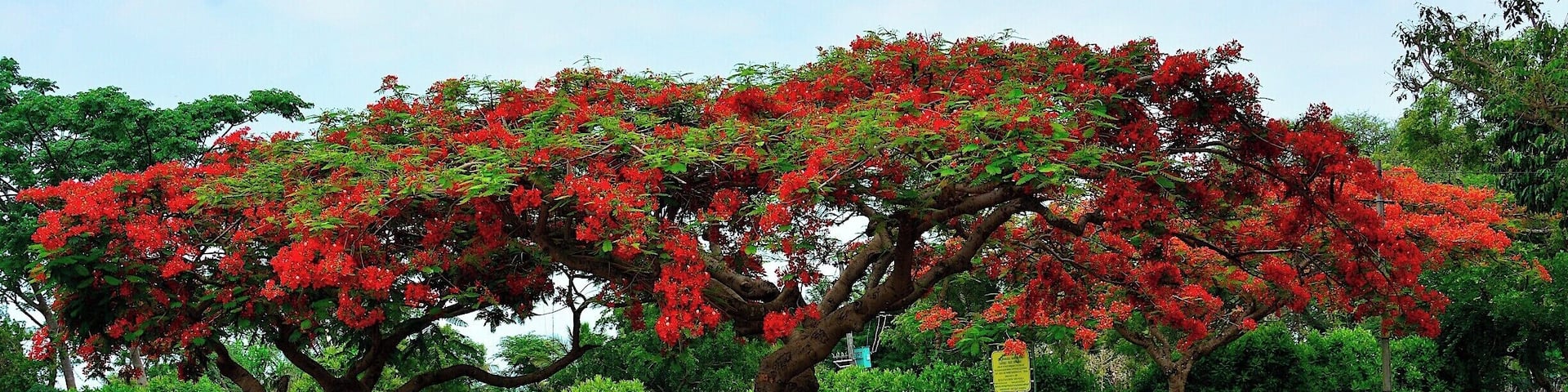 A few kilometers short of Bandipur National Park, if you are traveling from Mysore. Two splendid Gulmohar trees provided shade under which a seller of tender coconuts made a living. :-)