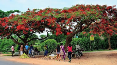 A few kilometers short of Bandipur National Park, if you are traveling from Mysore. Two splendid Gulmohar trees provided shade under which a seller of tender coconuts made a living. :-)