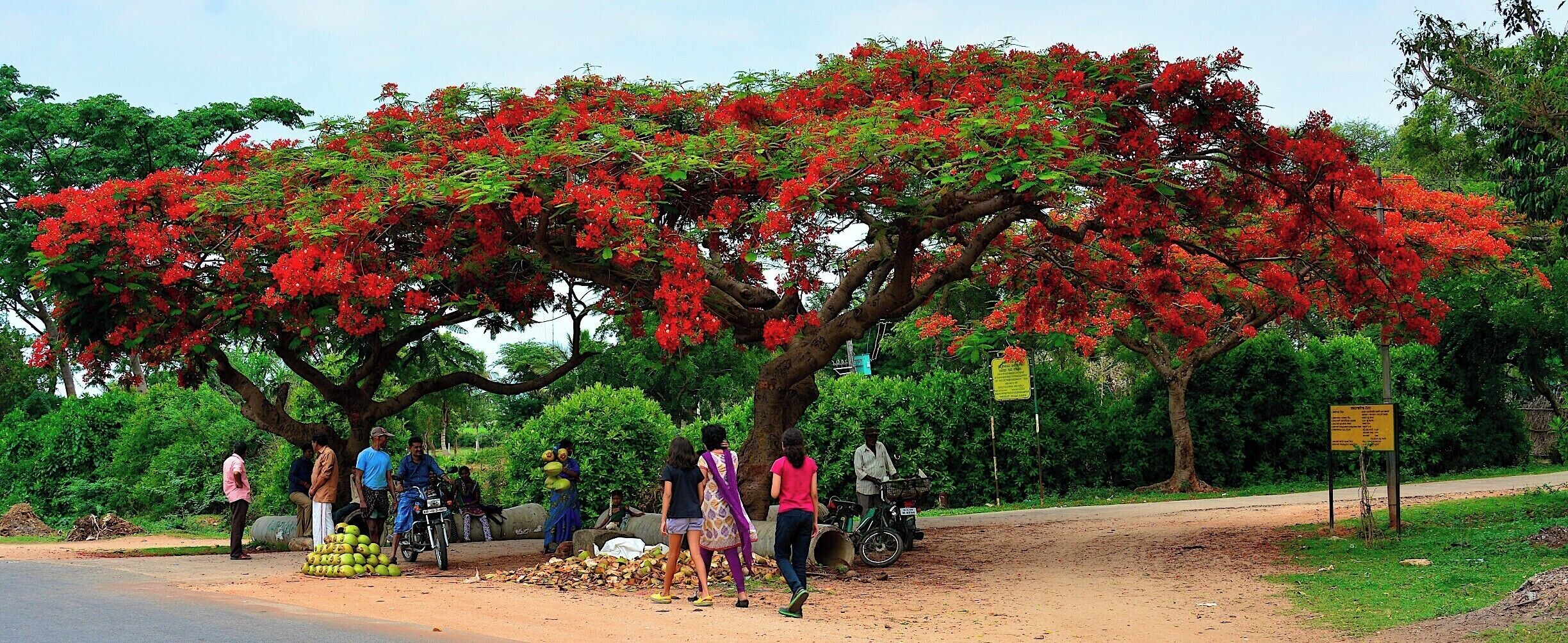 A tree with red flowers, a dirt road, and people standing around.