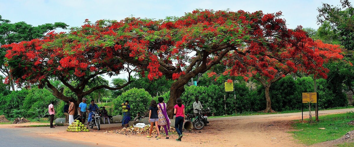 A tree with red flowers, a dirt road, and people standing around.