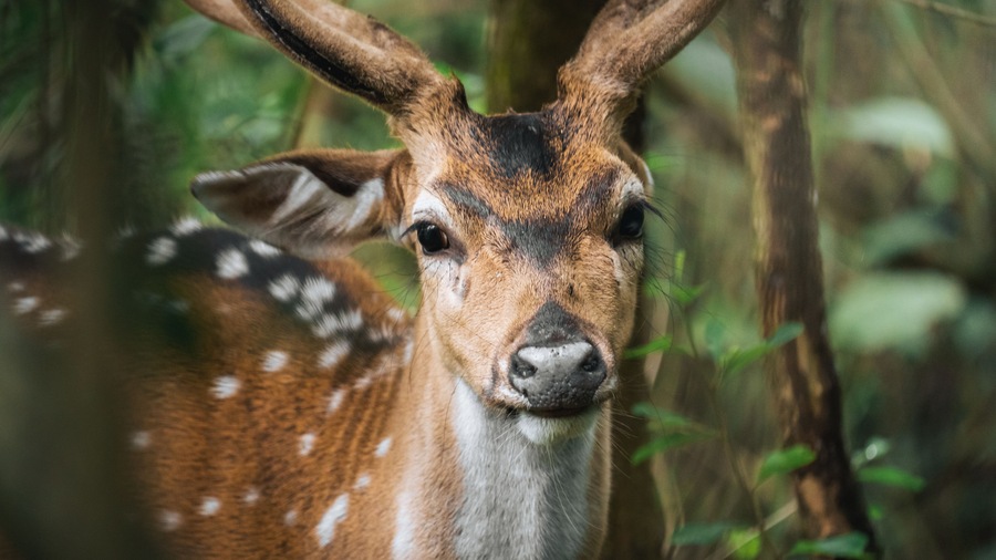 A deer with large antlers in a forested area.