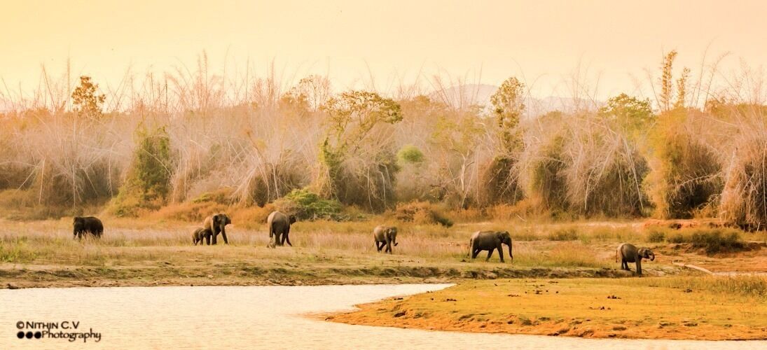 A group of elephants in a natural landscape with sparse trees and a water body.