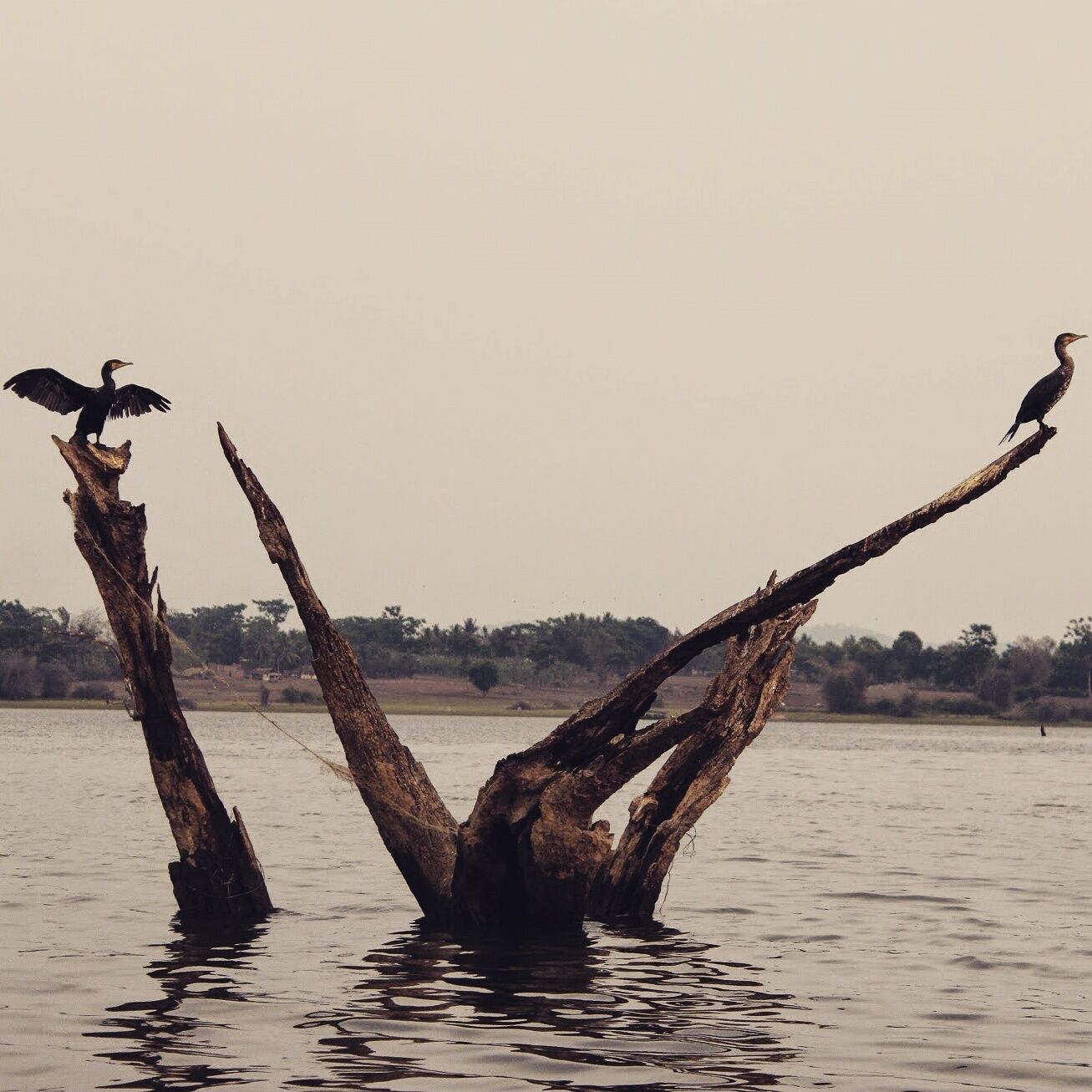 Ready to take a flight! :) @ Bandipur national park.