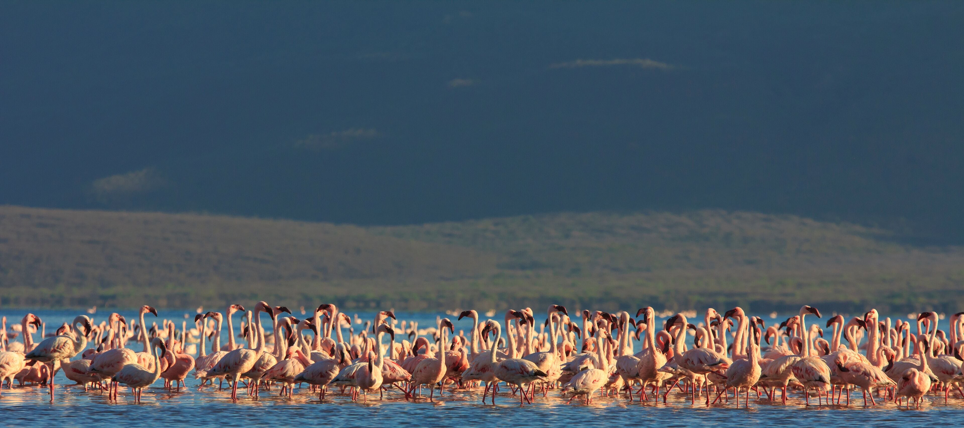 Flamingo flock: Greater and Lesser Flamingos at East African lake