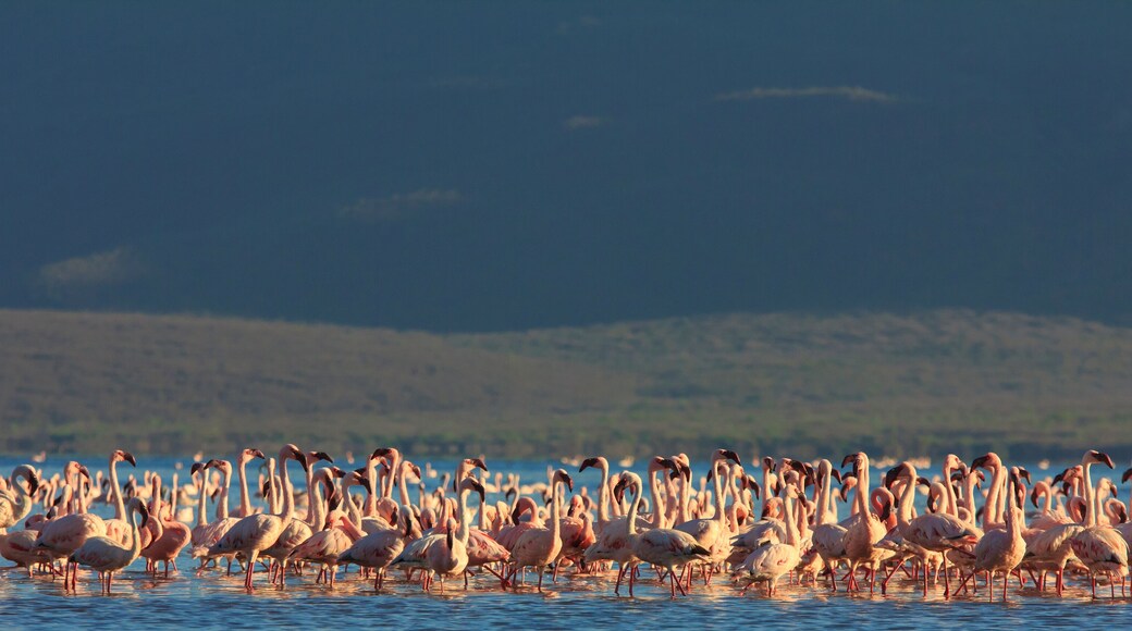 Flamingo flock: Greater and Lesser Flamingos at East African lake