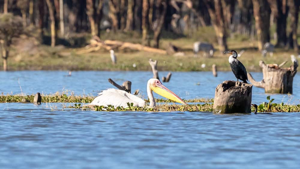 Un oiseau perché sur une souche au milieu d’une étendue d’eau, avec d’autres oiseaux en arrière-plan.