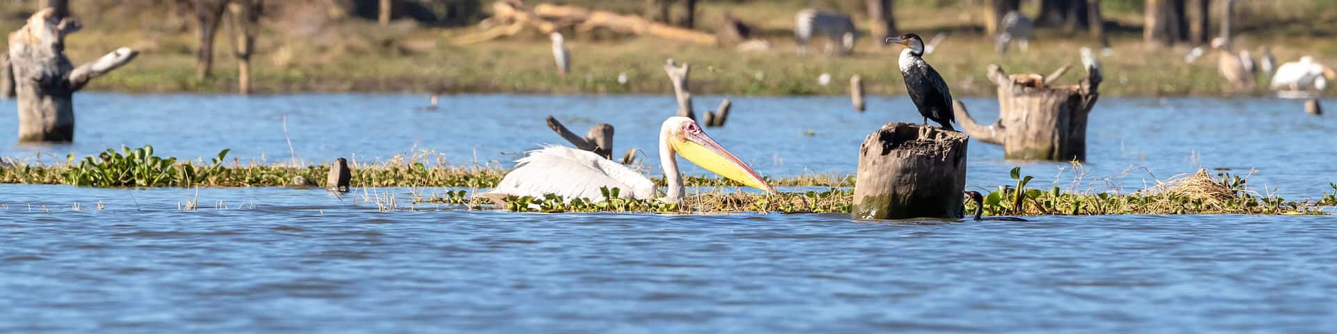 A bird standing on a stump in a body of water with other birds in the background.