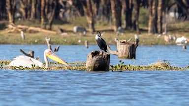 A great white pelican and a cormorant on Lake Naivasha