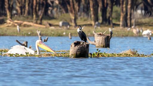 A great white pelican and a cormorant on Lake Naivasha