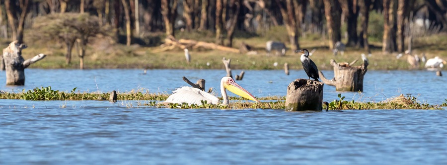 A bird standing on a stump in a body of water with other birds in the background.