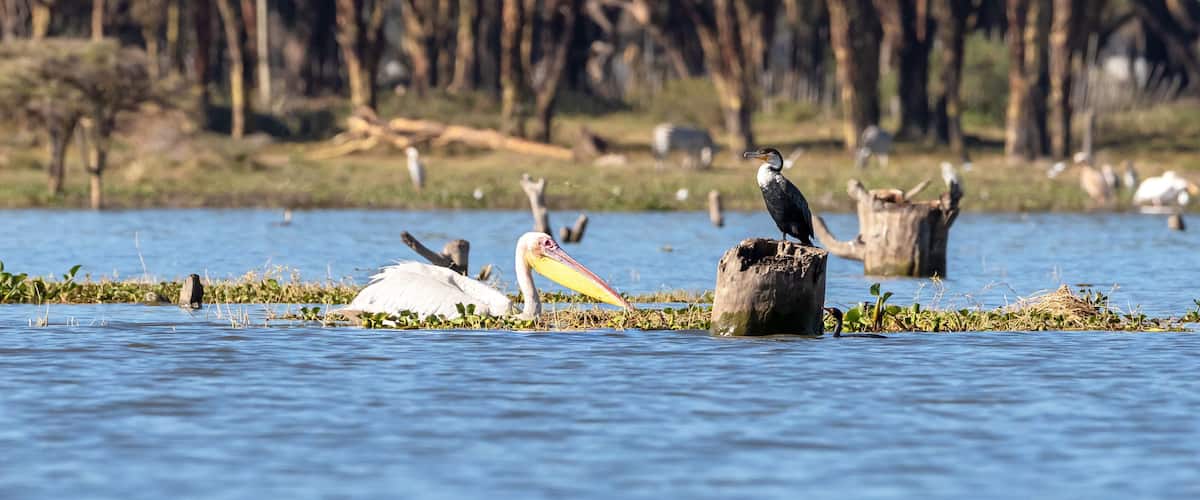 A bird standing on a stump in a body of water with other birds in the background.