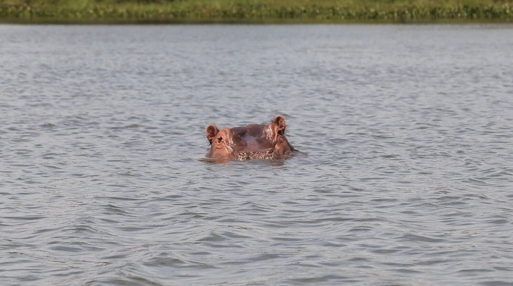 Cruising around lake Naivasha, the area was used as inspiration for The Lion King. Here, a lone hippo watches us watch him.