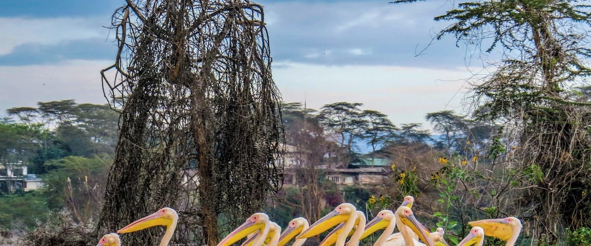 Pelicans in Lake Naivasha, Kenya,