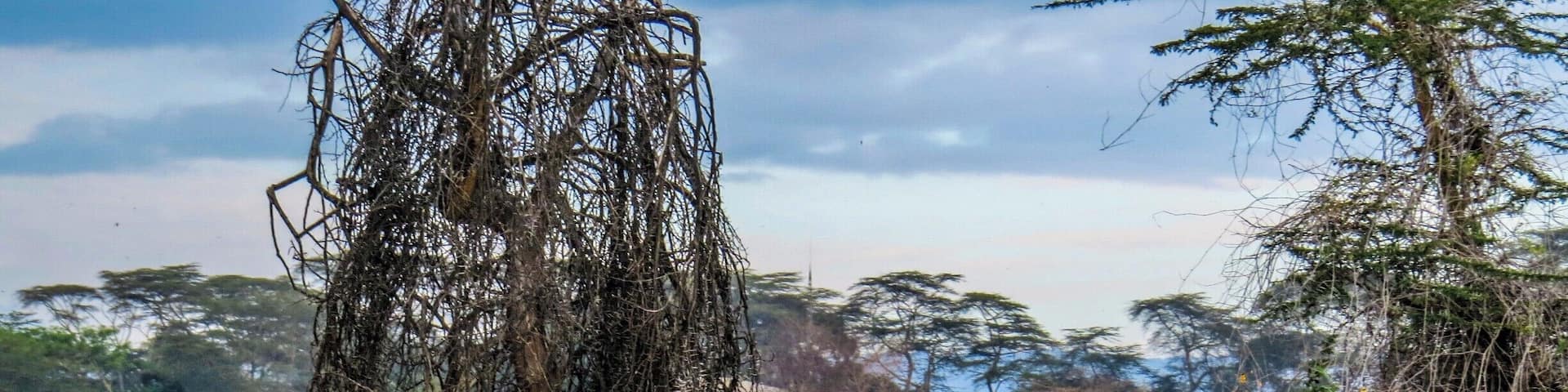 Pelicans in Lake Naivasha, Kenya,