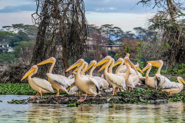 Pelicans in Lake Naivasha, Kenya,
