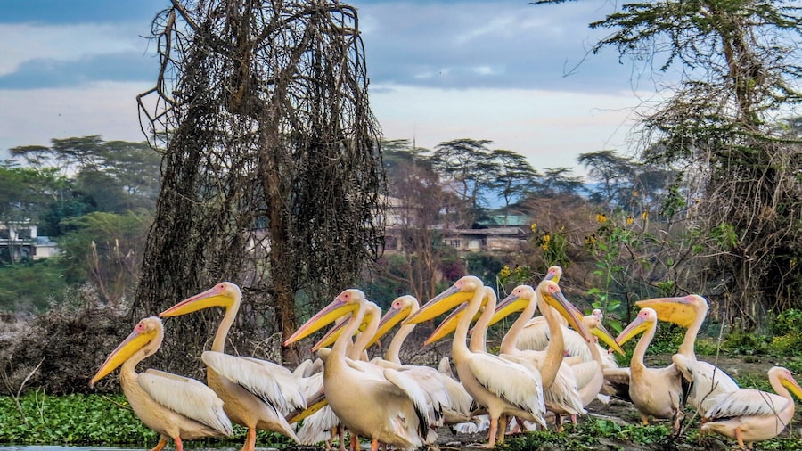 Pelicans in Lake Naivasha, Kenya,